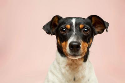 dog looks kindly at the camera