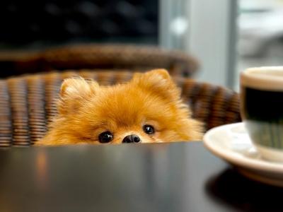cute dog and coffee