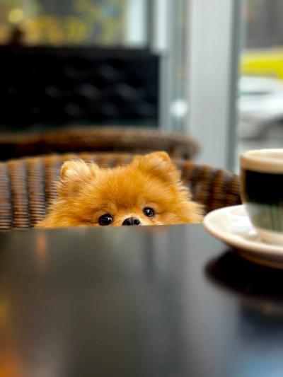 cute dog and coffee