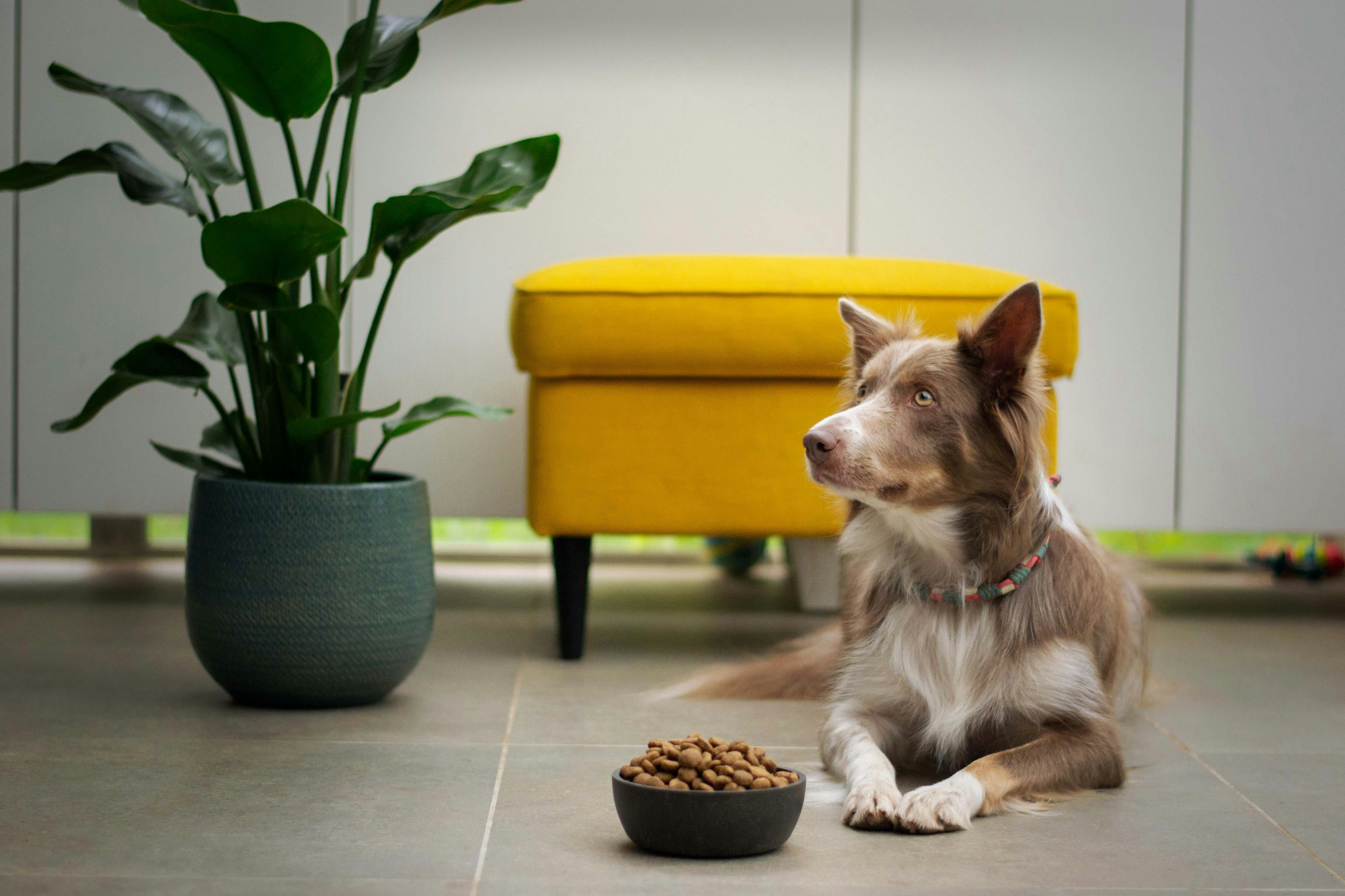 dog food sensitivities