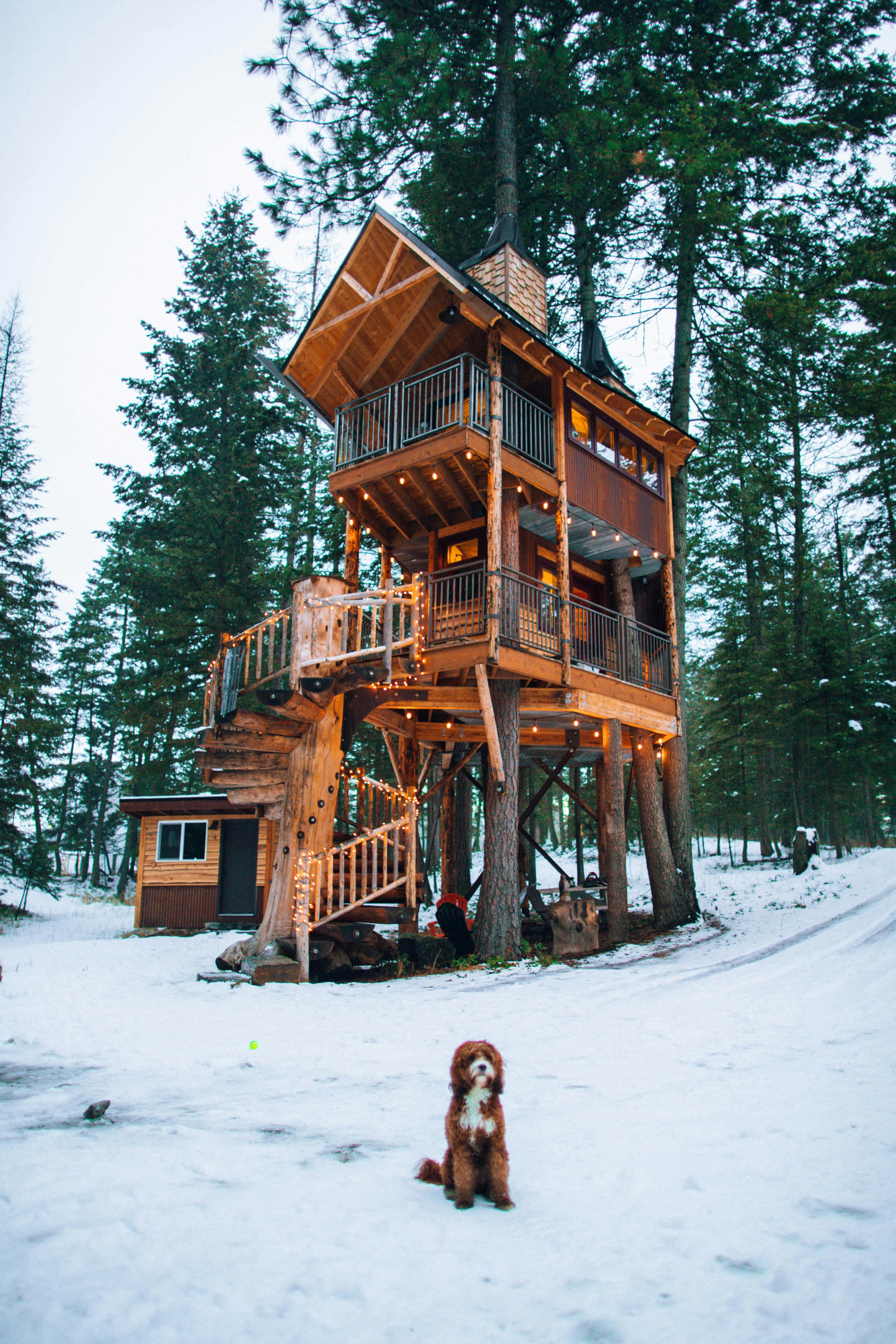 dog near tree house