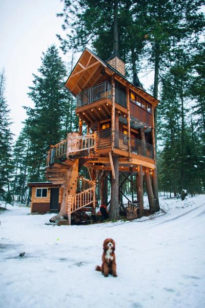 dog near tree house