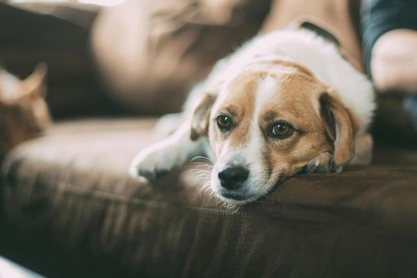 Pet Insurance Hit $17.6 Billion. Only 3.9% of U.S. Dogs Are Covered