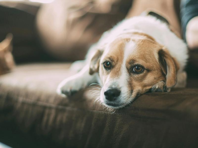 Pet Insurance Hit $17.6 Billion. Only 3.9% of U.S. Dogs Are Covered