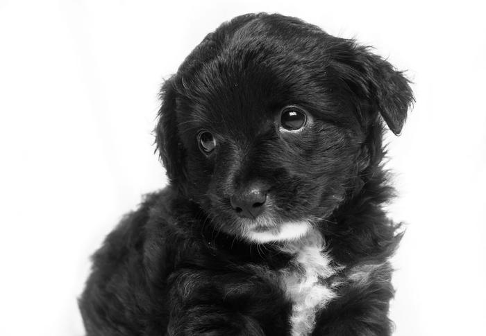 500 U.S. Cities Banned Puppy Mill Sales. Eight States Passed Statewide Laws