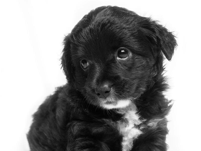 500 U.S. Cities Banned Puppy Mill Sales. Eight States Passed Statewide Laws