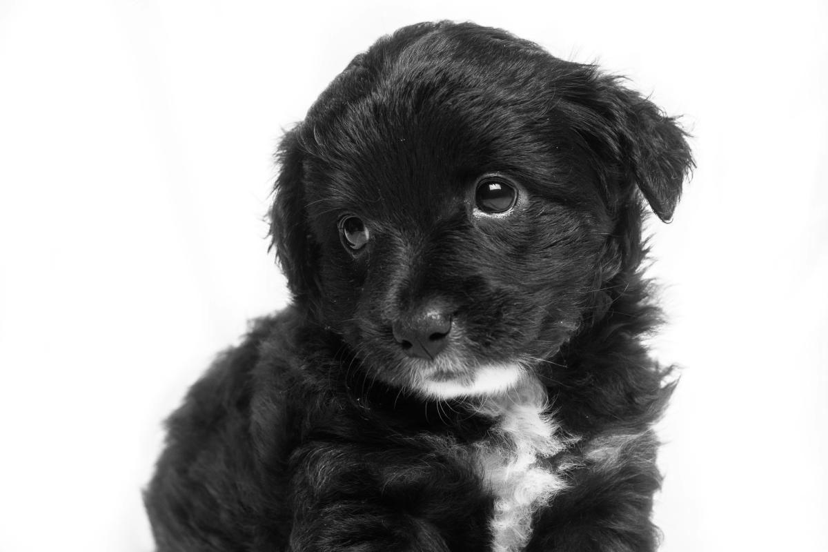 500 U.S. Cities Banned Puppy Mill Sales. Eight States Passed Statewide Laws