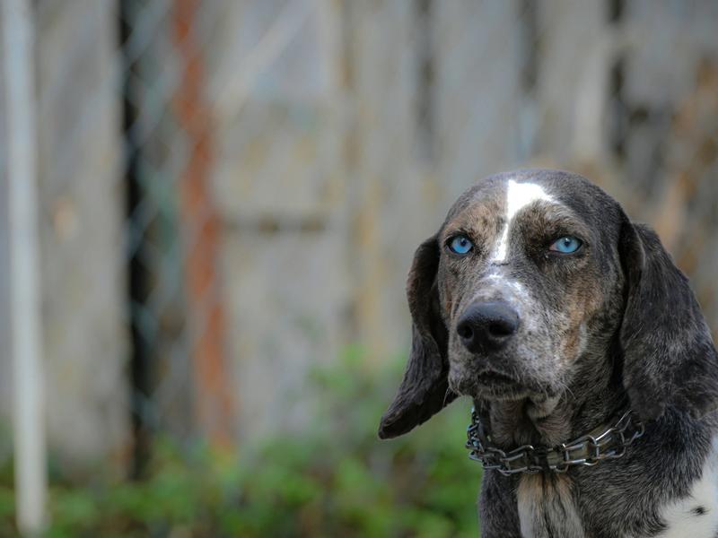 Shelter Dogs Are Waiting Twice as Long to Get Adopted as They Did in 2019. The Math Is Brutal