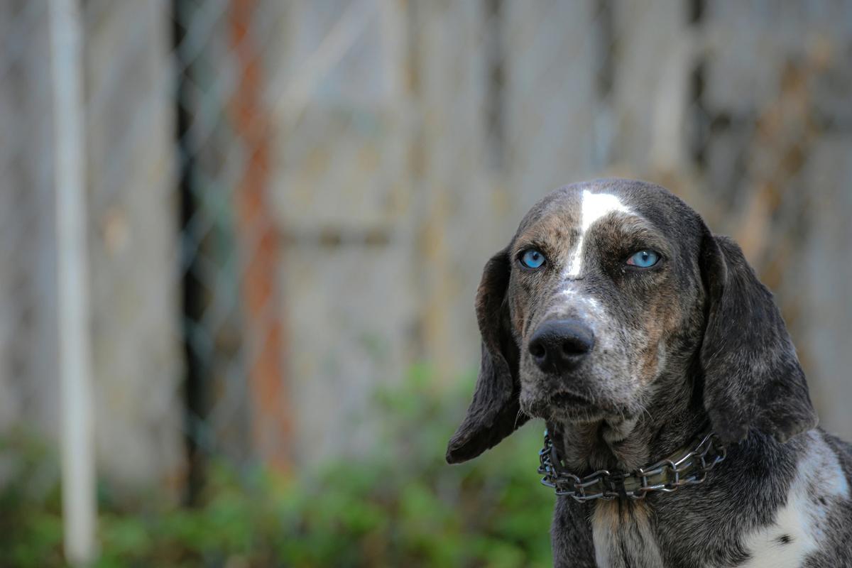 Shelter Dogs Are Waiting Twice as Long to Get Adopted as They Did in 2019. The Math Is Brutal