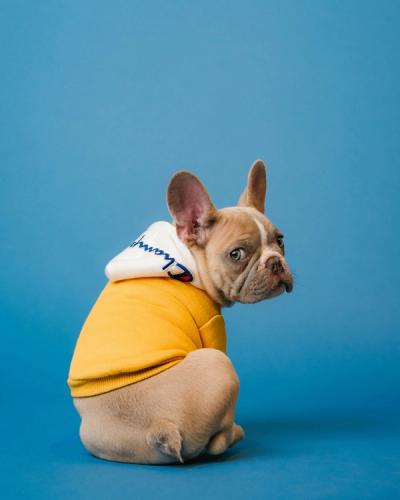  French Bulldog