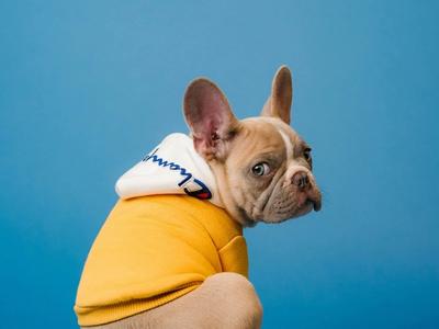 French Bulldog