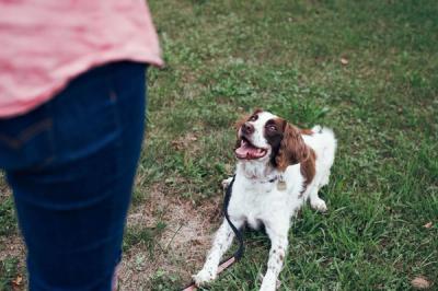 Training Dog