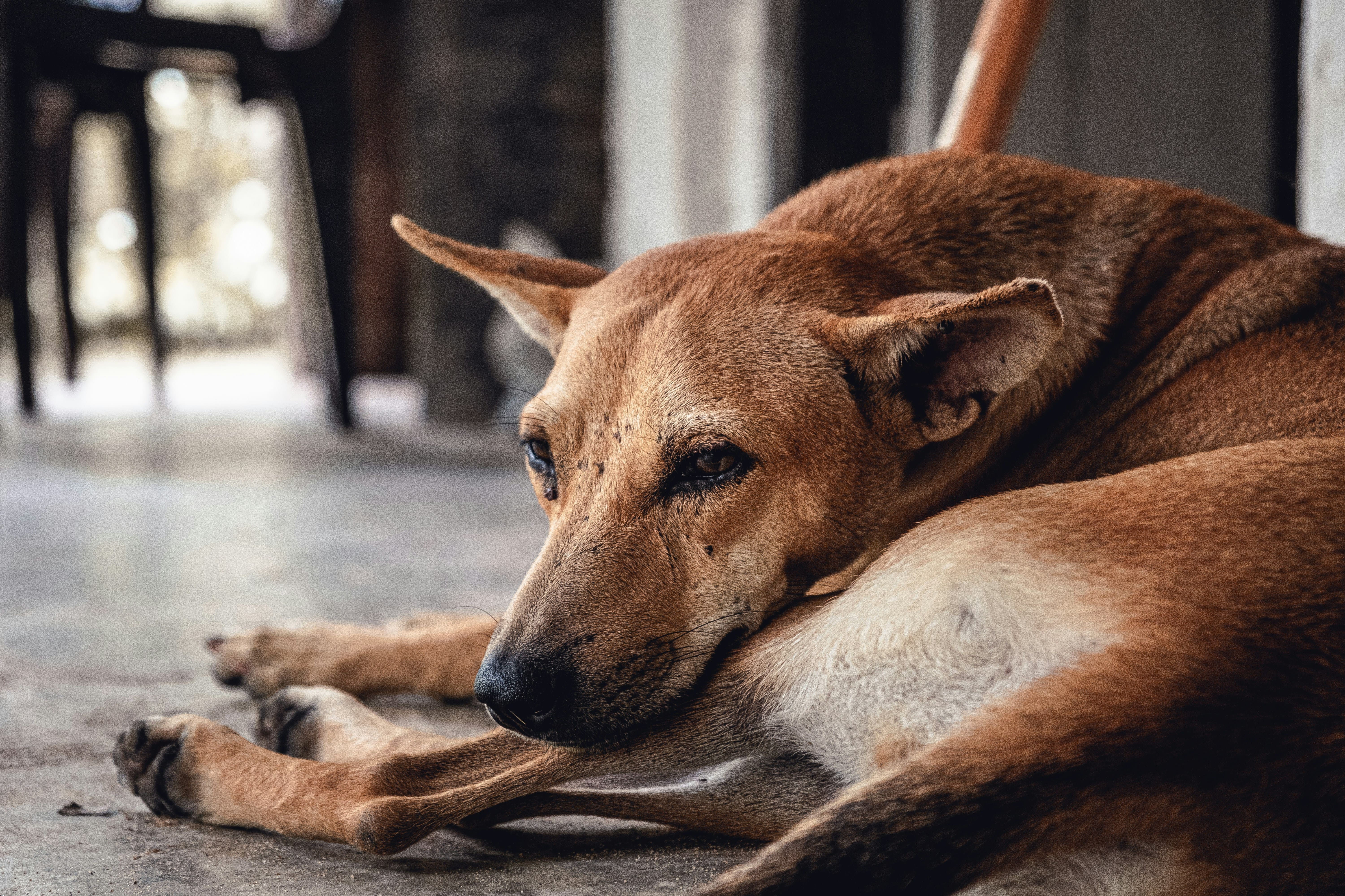 Pain Is the #1 Reason Owners Choose Euthanasia. Dog Aging Project Reveals How Families Say Goodbye