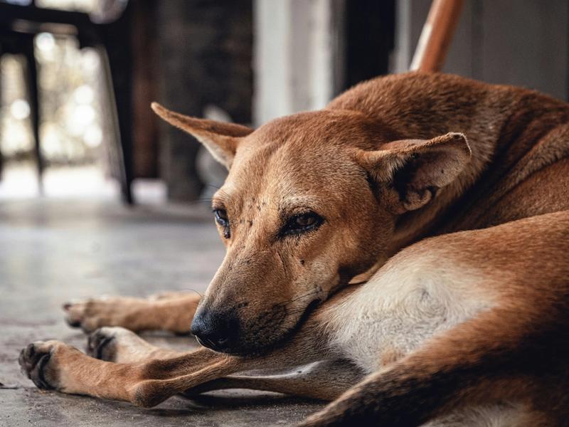 Pain Is the #1 Reason Owners Choose Euthanasia. Dog Aging Project Reveals How Families Say Goodbye