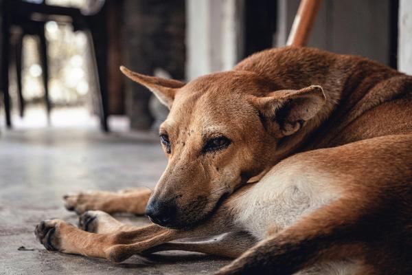 Pain Is the #1 Reason Owners Choose Euthanasia. Dog Aging Project Reveals How Families Say Goodbye
