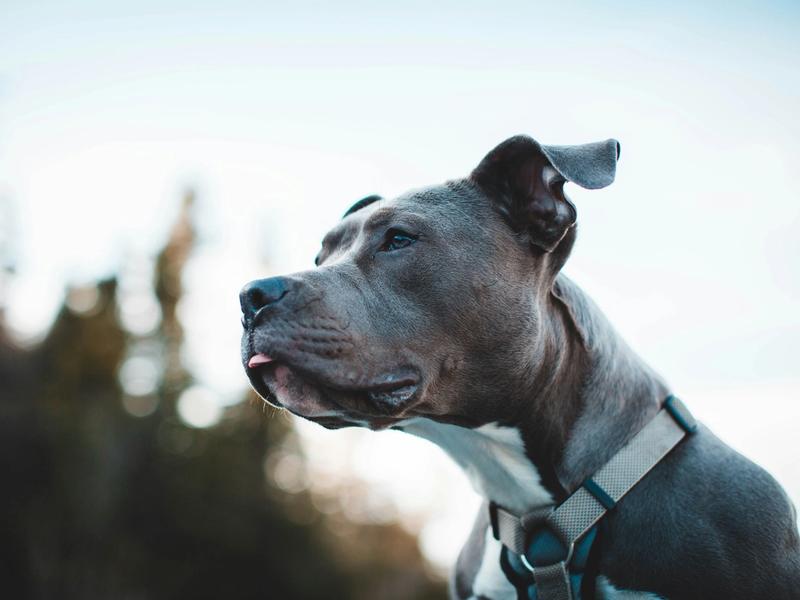Your Homeowner's Insurance Can't Drop You for Your Dog's Breed Anymore. But There's a Catch