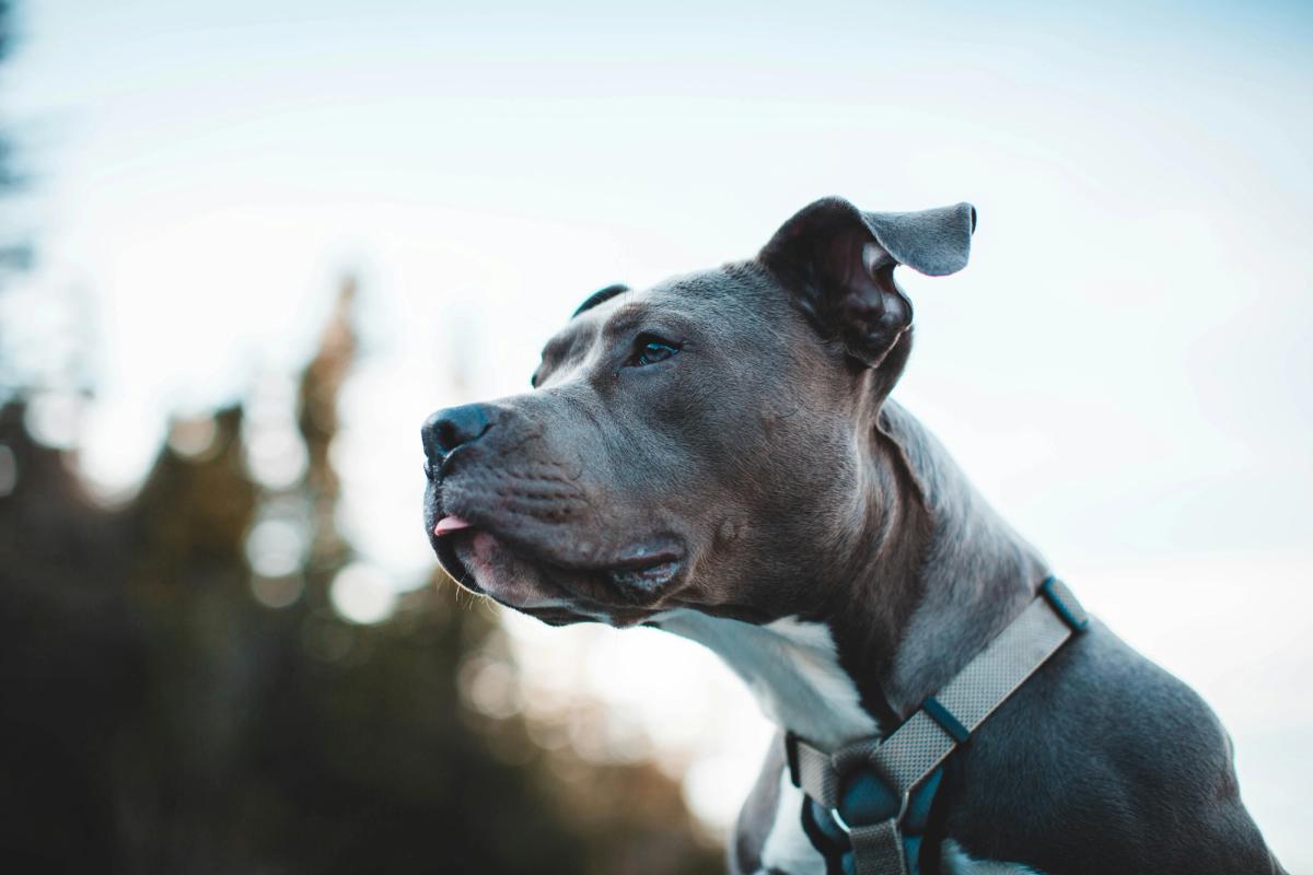 Your Homeowner's Insurance Can't Drop You for Your Dog's Breed Anymore. But There's a Catch