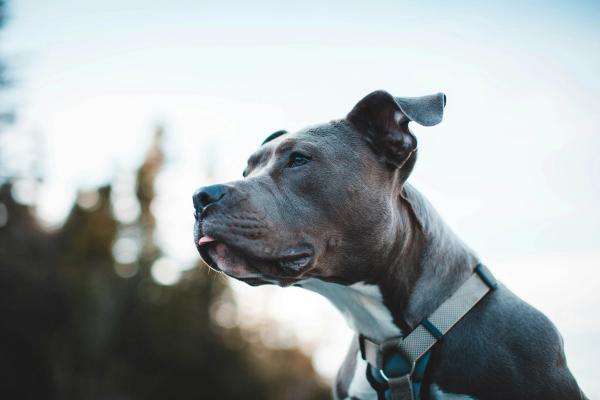 Your Homeowner's Insurance Can't Drop You for Your Dog's Breed Anymore. But There's a Catch