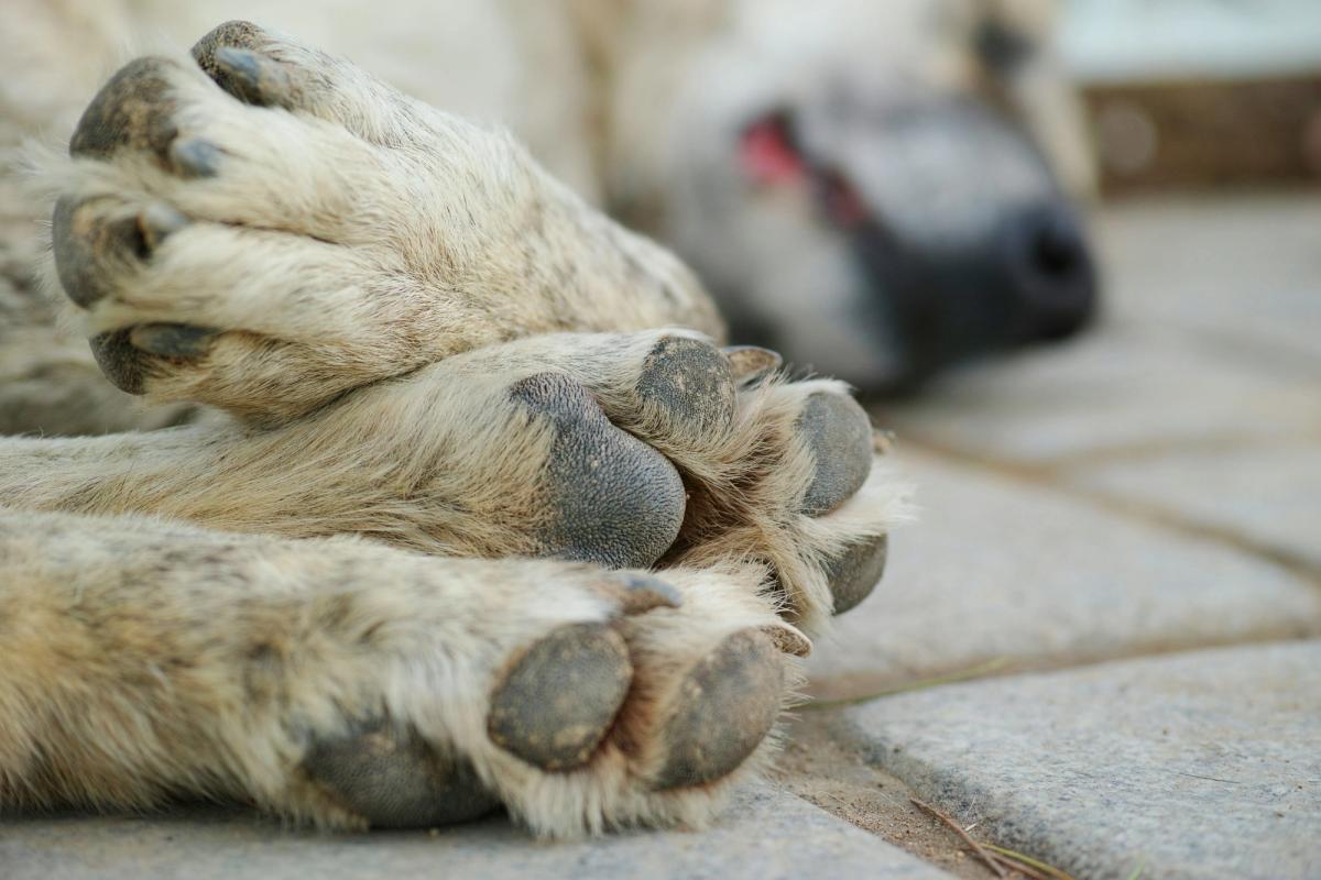 dogs' paws