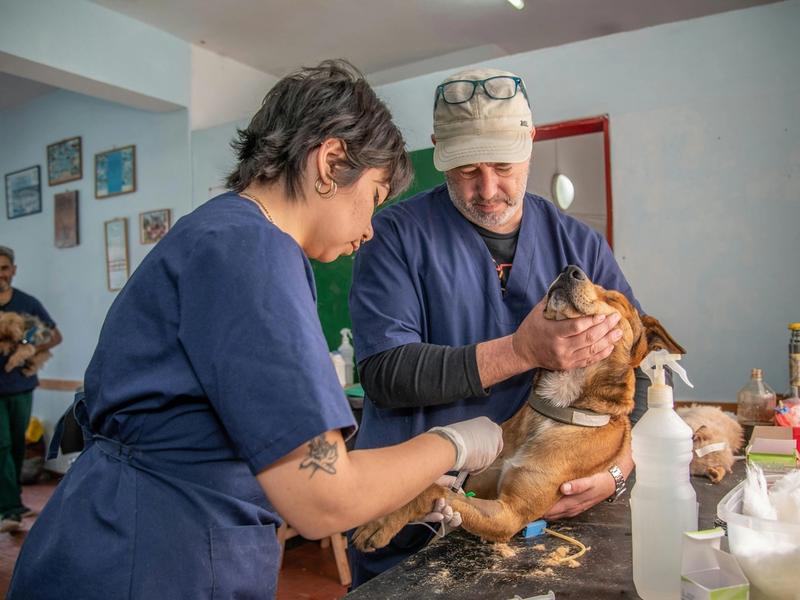 78% of Vet Visits Can Now Happen From Your Couch. Eight States Made It Legal in 2026