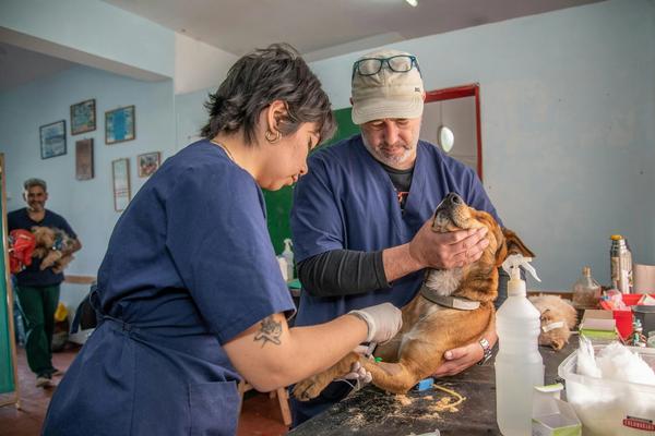78% of Vet Visits Can Now Happen From Your Couch. Eight States Made It Legal in 2026