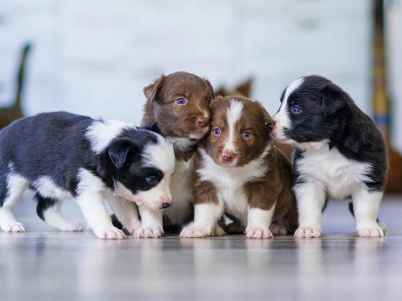1.1 Million Infected Dogs. Heartworm Is No Longer a Southern Problem.