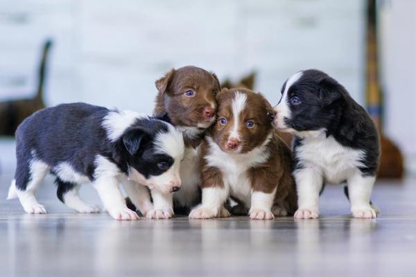 1.1 Million Infected Dogs. Heartworm Is No Longer a Southern Problem.