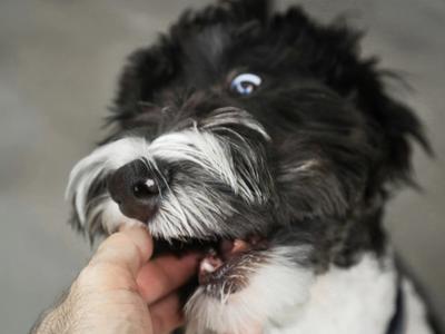 dog bite
