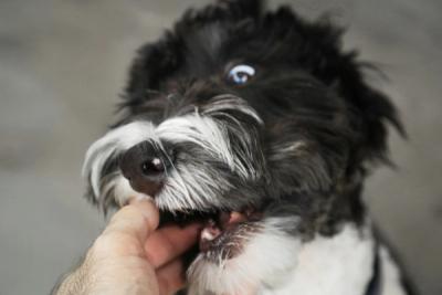 dog bite