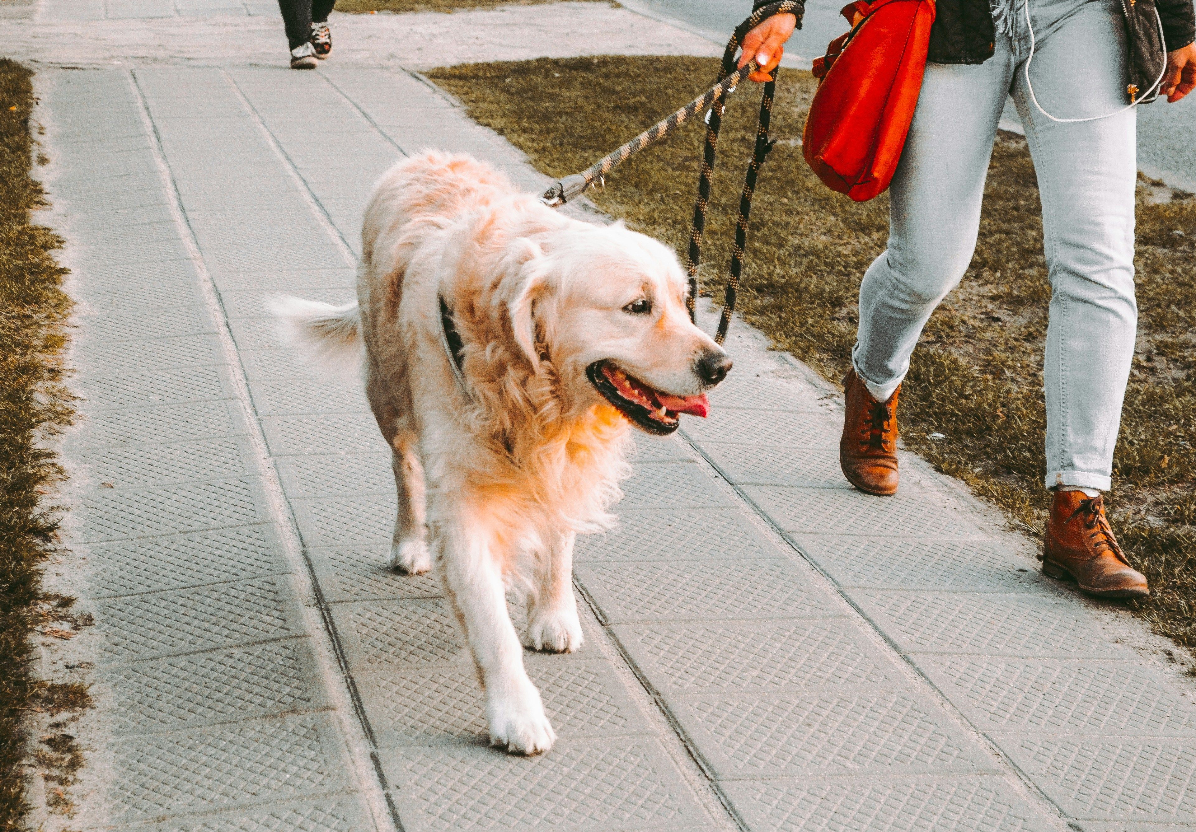 Dog Walking Just Hit $1.3 Billion. Gig Workers Make $43/Hour