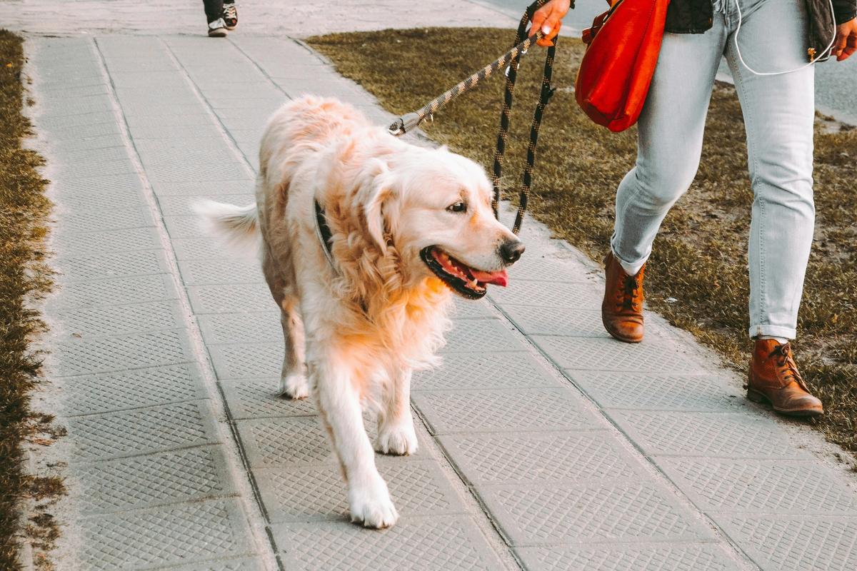 Dog Walking Just Hit $1.3 Billion. Gig Workers Make $43/Hour