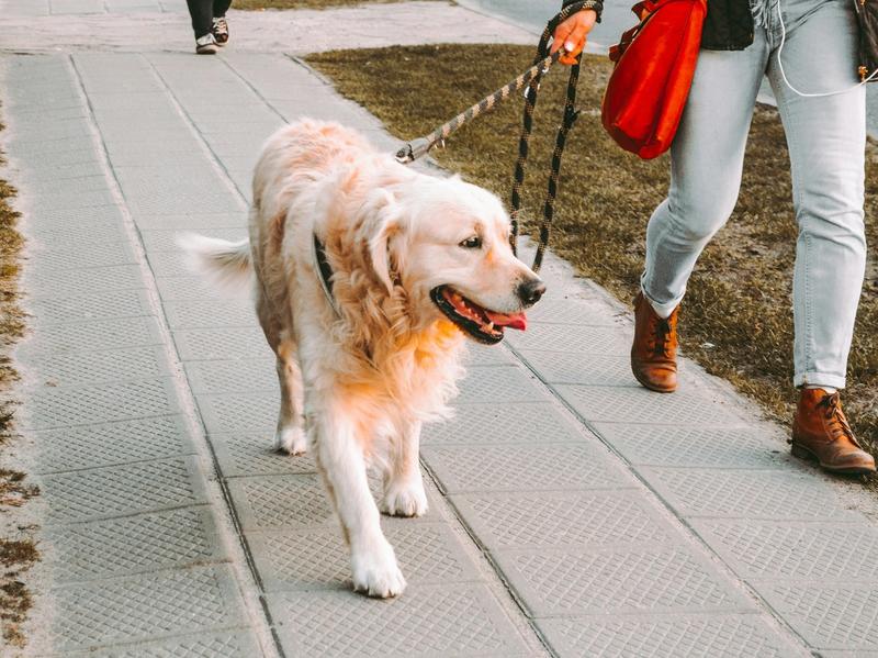 Dog Walking Just Hit $1.3 Billion. Gig Workers Make $43/Hour
