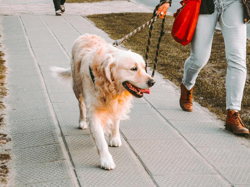 Dog Walking Just Hit $1.3 Billion. Gig Workers Make $43/Hour