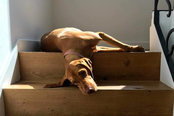 Dog Ownership Costs Jumped 130% Since 2020. One Seattle Family's $4,200 Vet Bill Shows Why
