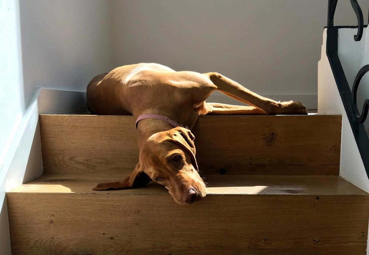Dog Ownership Costs Jumped 130% Since 2020. One Seattle Family's $4,200 Vet Bill Shows Why
