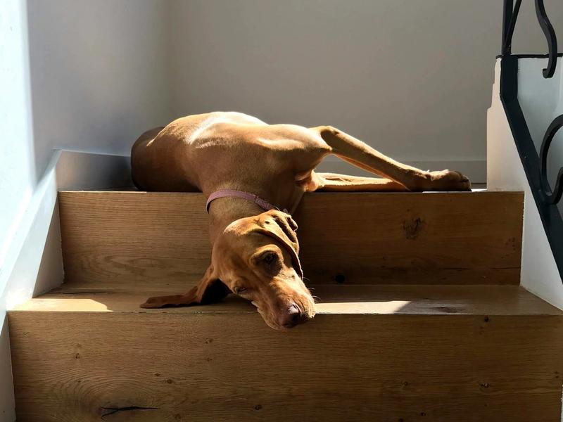 Dog Ownership Costs Jumped 130% Since 2020. One Seattle Family's $4,200 Vet Bill Shows Why