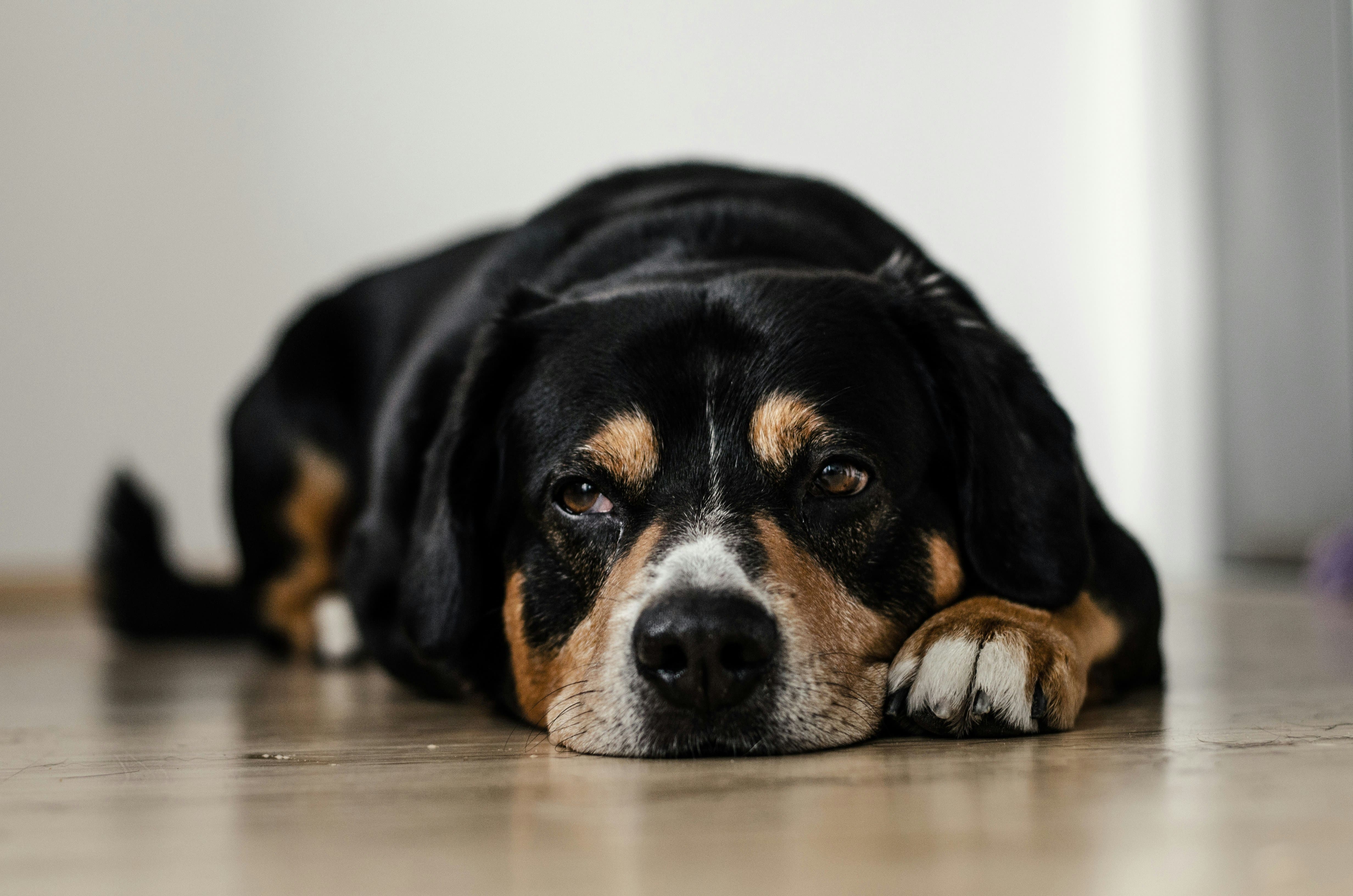 68% of Dogs Over 15 Have Dementia. Science Just Built the First Roadmap to Catch It Early.