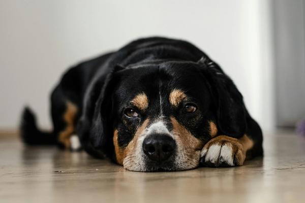 68% of Dogs Over 15 Have Dementia. Science Just Built the First Roadmap to Catch It Early.