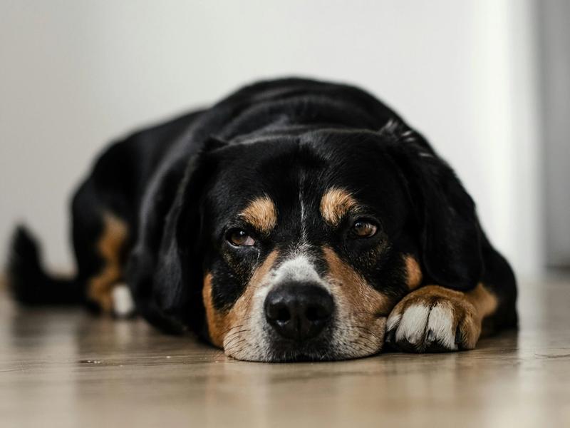 68% of Dogs Over 15 Have Dementia. Science Just Built the First Roadmap to Catch It Early.