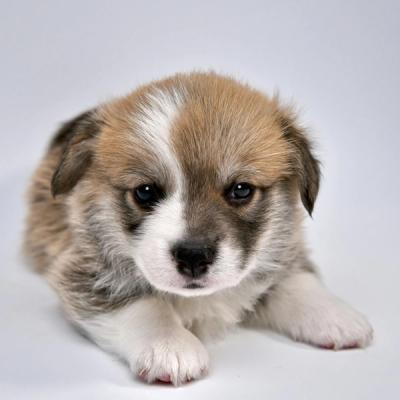 Banned Puppy