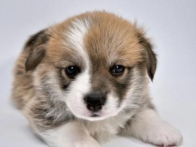 Banned Puppy