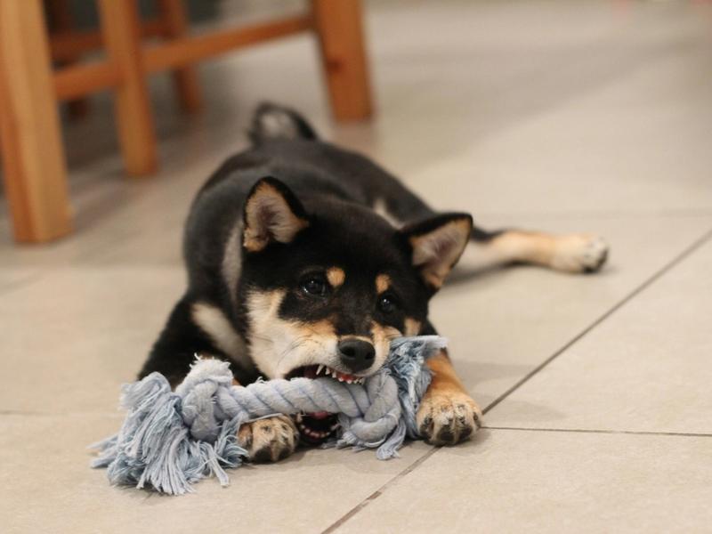 Dog Bite Claims Hit $1.86 Billion in 2025. 25% Increase in One Year