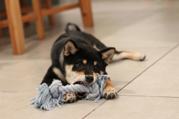 Dog Bite Claims Hit $1.86 Billion in 2025. 25% Increase in One Year