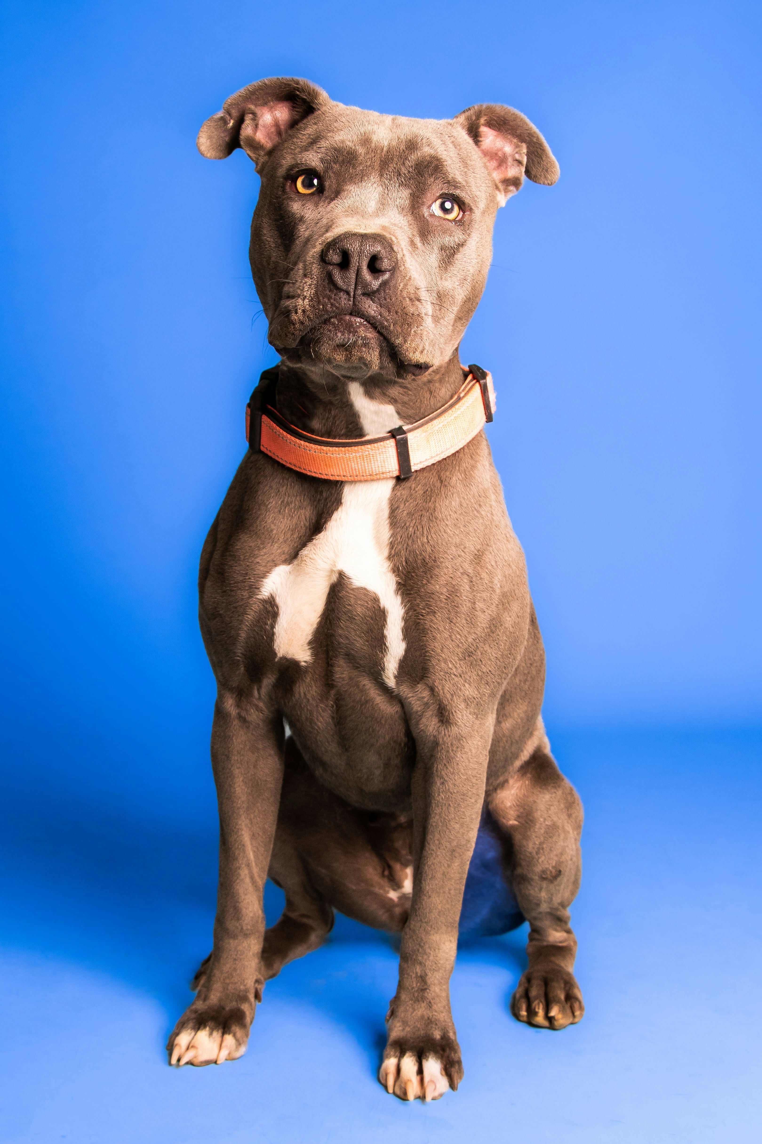 Pit Bull 