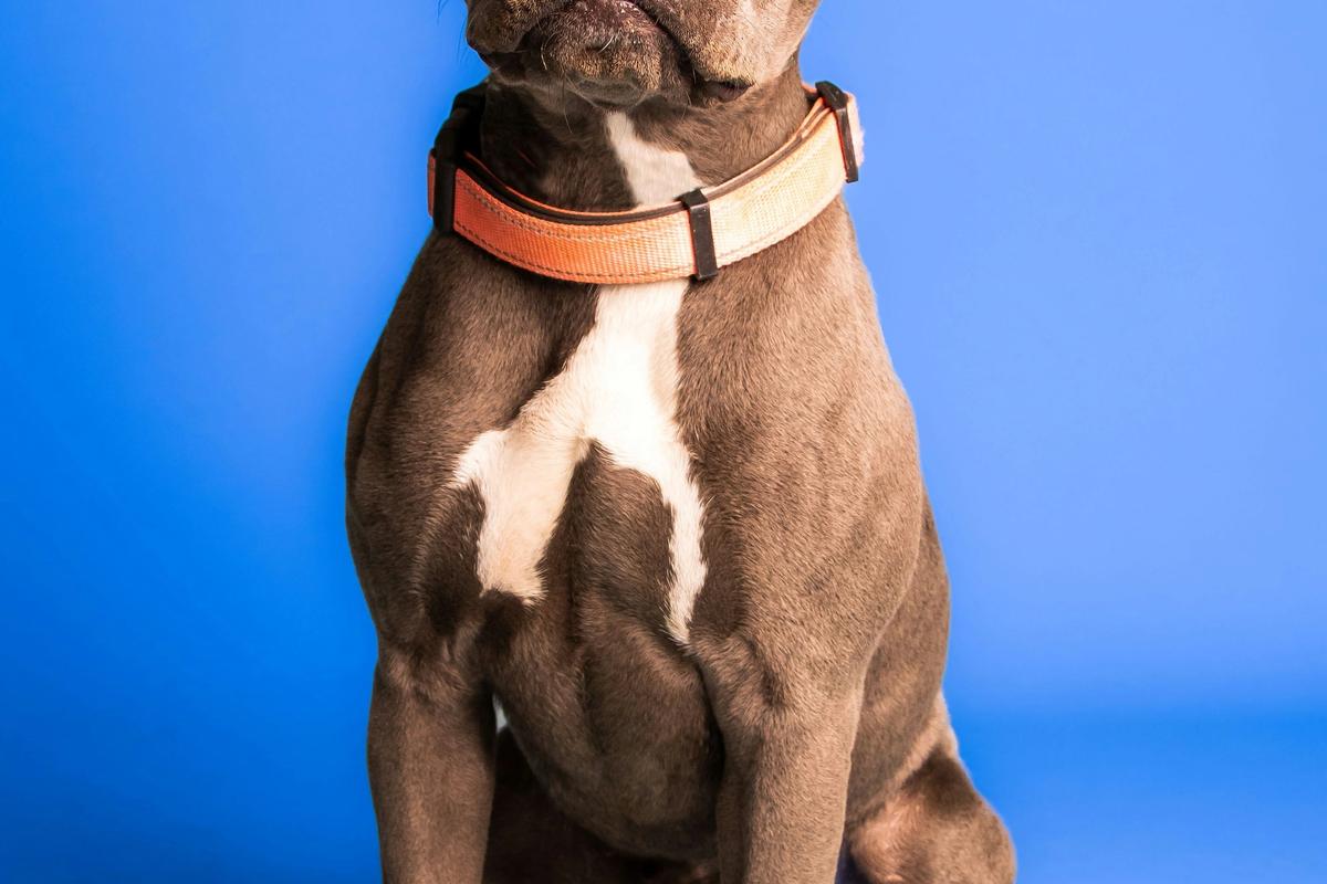 Pit Bull
