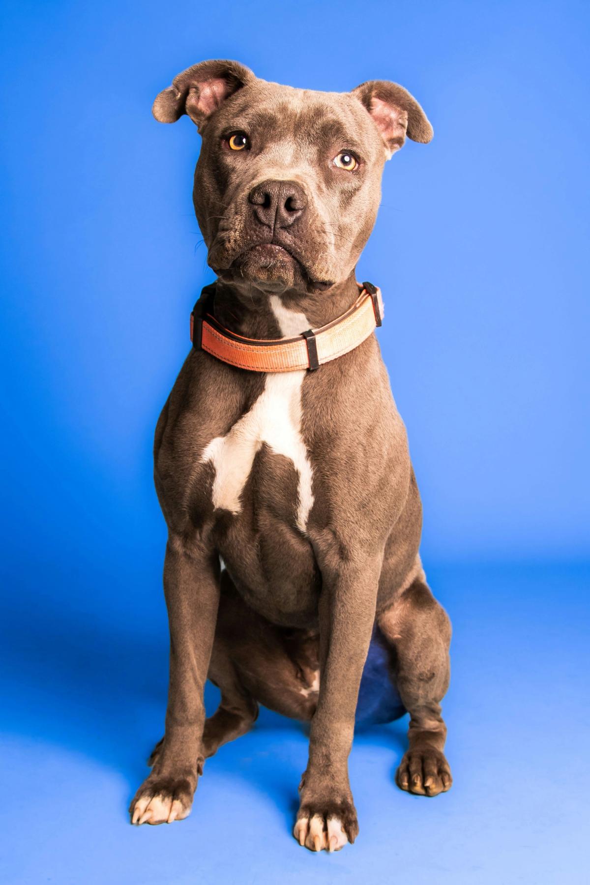 Pit Bull