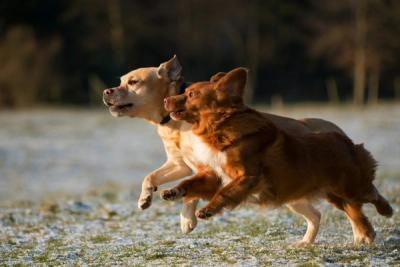 two dogs run