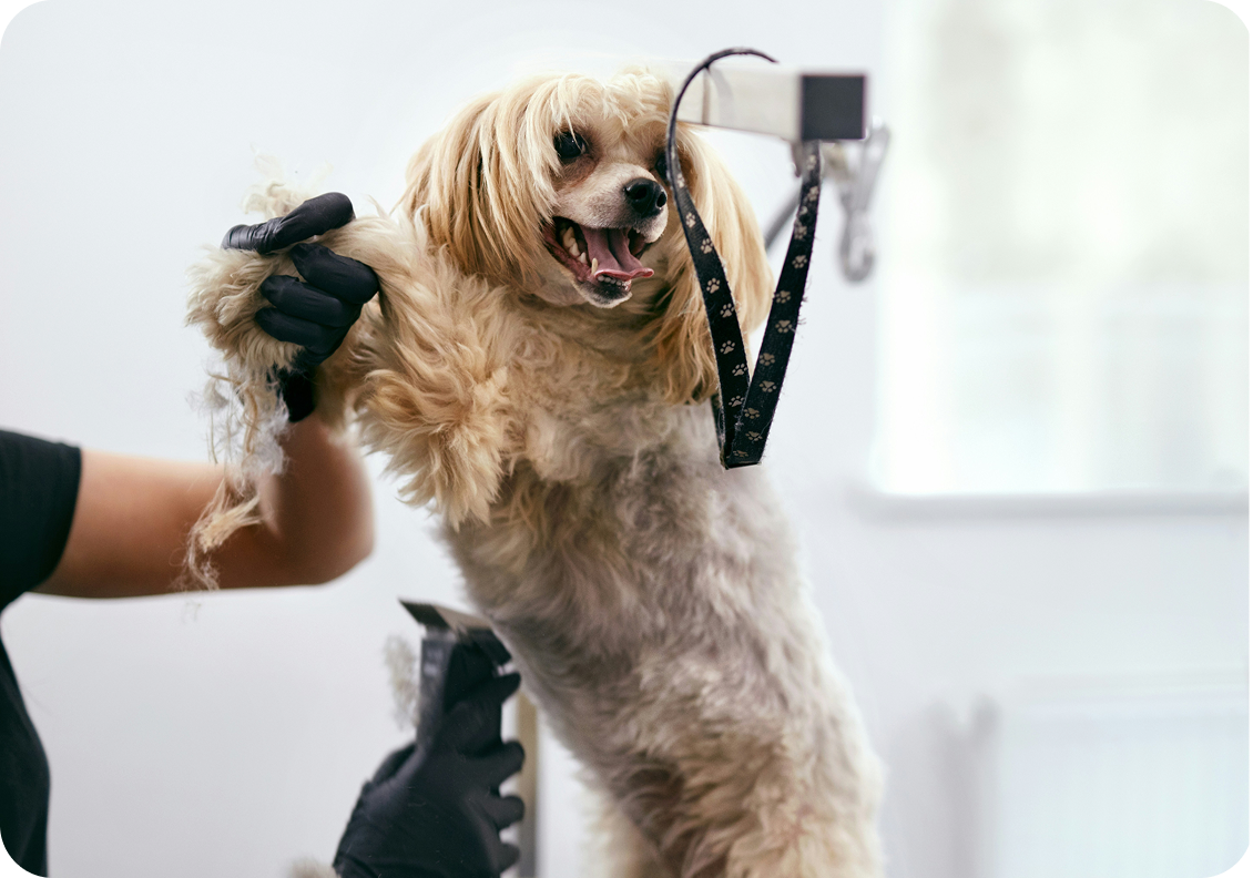 cool dog image