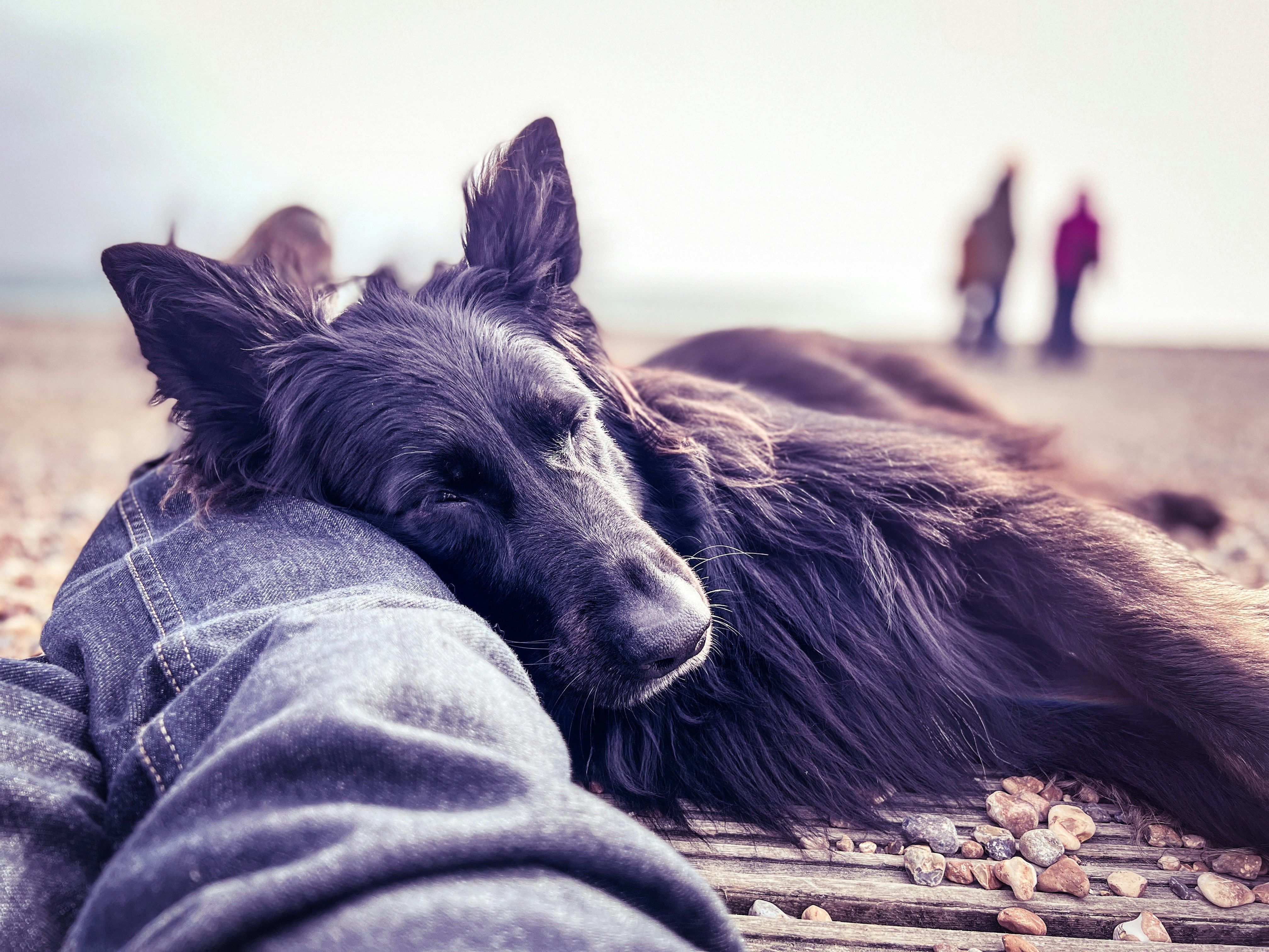 Why Every Groomer Feels Guilty Taking Time Off
