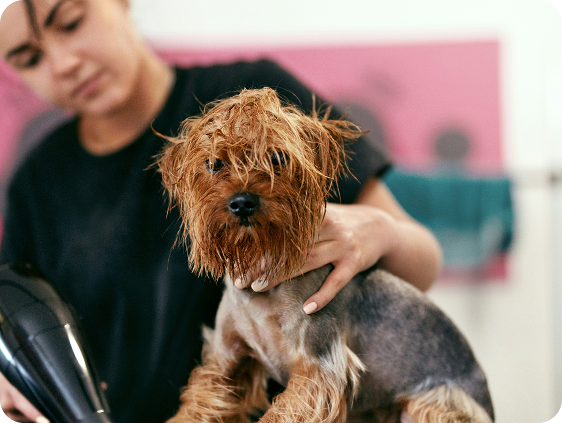 Team of groomers (2-3 people)